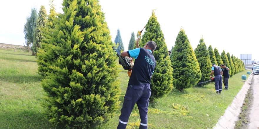 Ağaç ve çalılar budanıyor