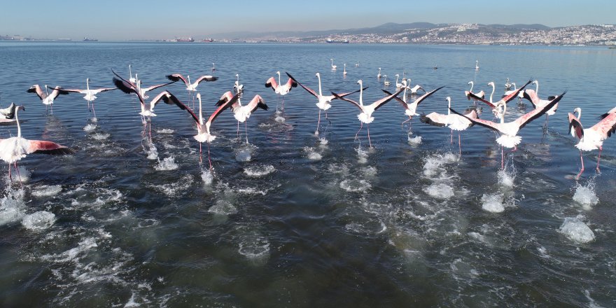 İzmit Körfezi, flamingolarla renklendi