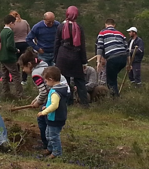 Bin fıstık çamı diktiler
