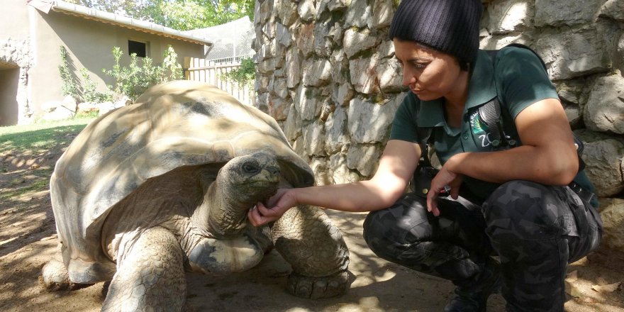 Türkiye'nin en yaşlı kaplumbağası 'Tuki'