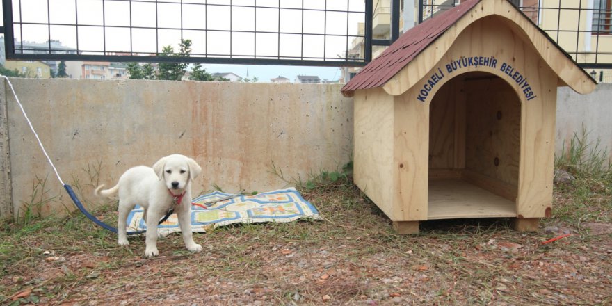 Okullara kedi, köpek kulübesi