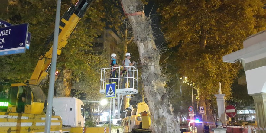 Devrilme riski taşıyan çınar ağacı kesildi