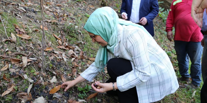 Pekmez pişirdi, kestane topladı
