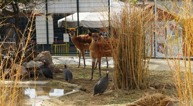 255 tür hayvana ev sahipliği yapıyor