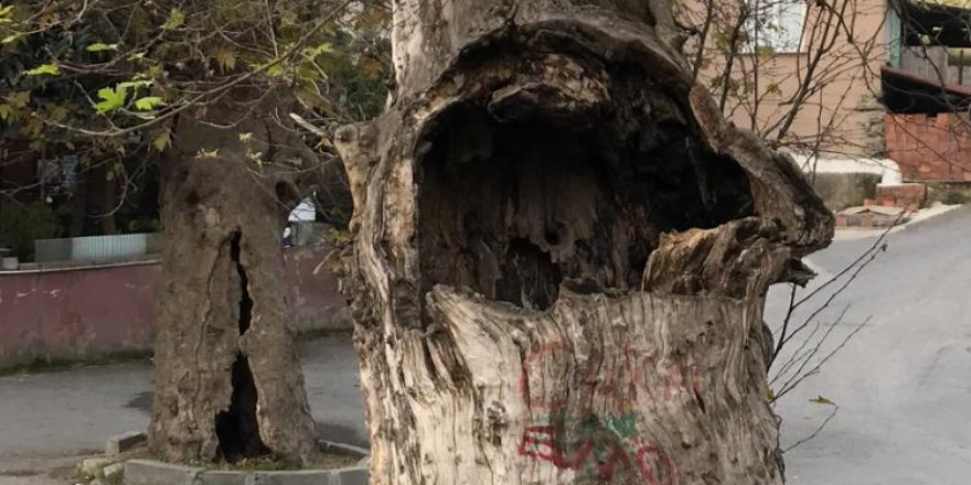 Tarihi ağaçlar ilgi bekliyor