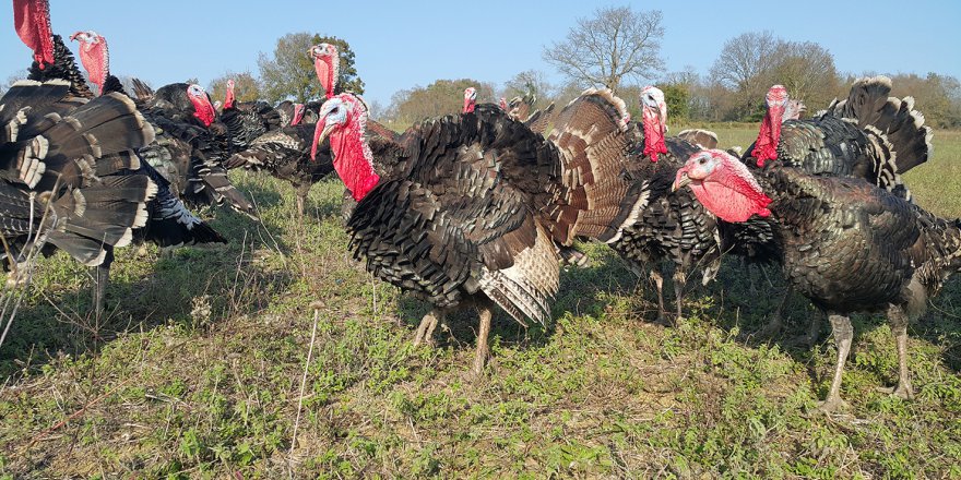 "Kandıra hindisi" yılbaşı sofralarına lezzet katacak