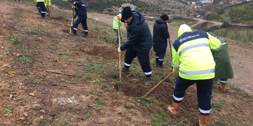 Dolgu sahaları ağaçlandırılıyor