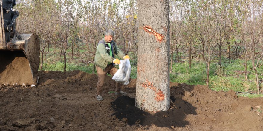Toros Sedir ağaçları, üretim fidanlığına dikildi