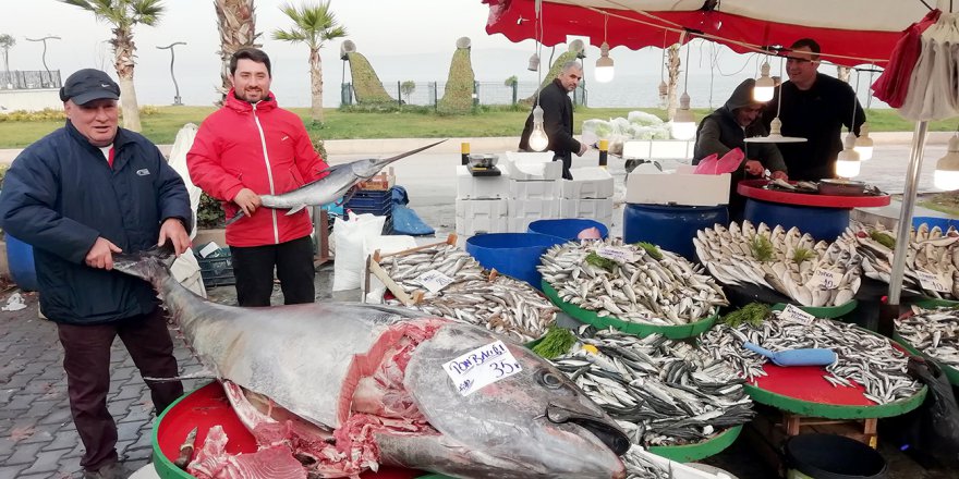 380 kiloluk orkinos ilgi odağı oldu