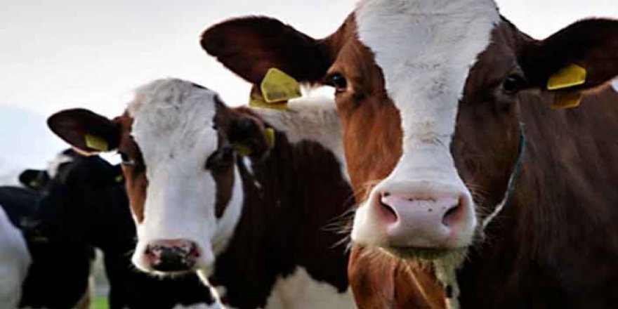 Düve ve manda alımlarına hibe desteği