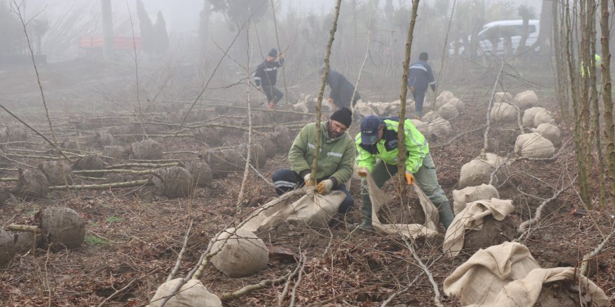 Büyükşehir 60 bin fidan üretiyor