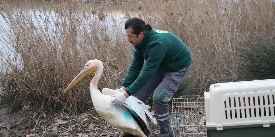 Ormanya, Ak Pelikan’a umut oldu