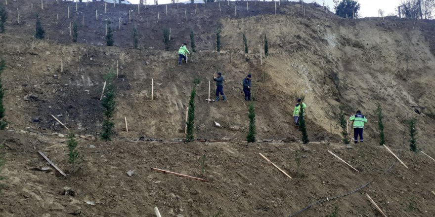 Toprak kayması yaşanan arazi ağaçlandırıldı