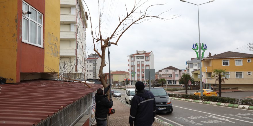 Park ve Bahçelerden Budama Çalışması