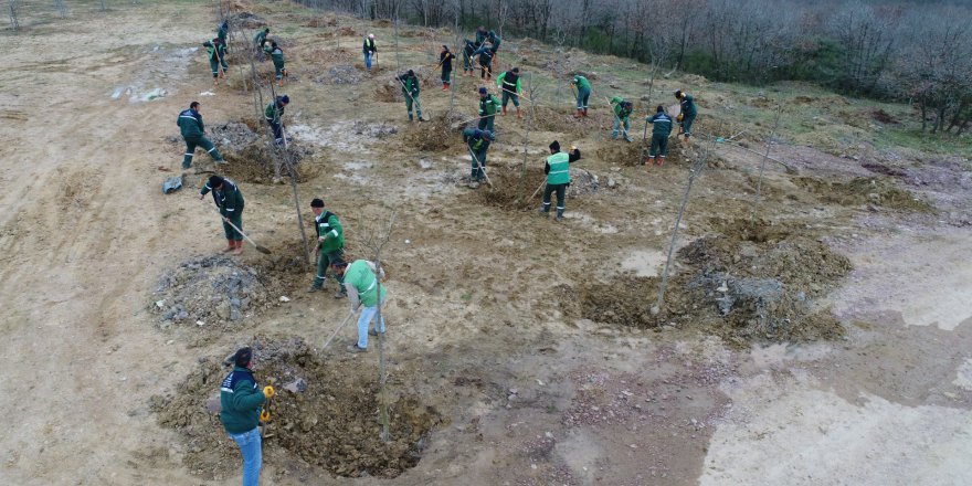 Dolgu alanı meyve bahçesi oldu