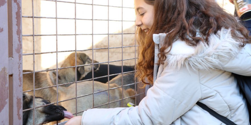 Bin 899 sokak hayvanı sahiplendirildi