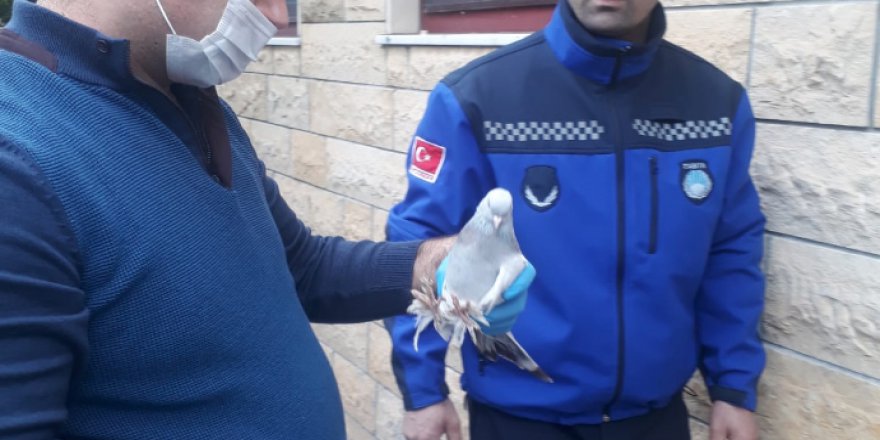 Ayağına sakız yapışan güvercin doğaya salındı