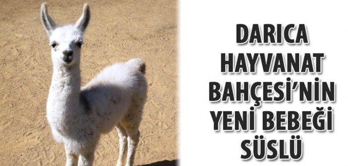 Hayvanat bahçesinin yeni maskotu