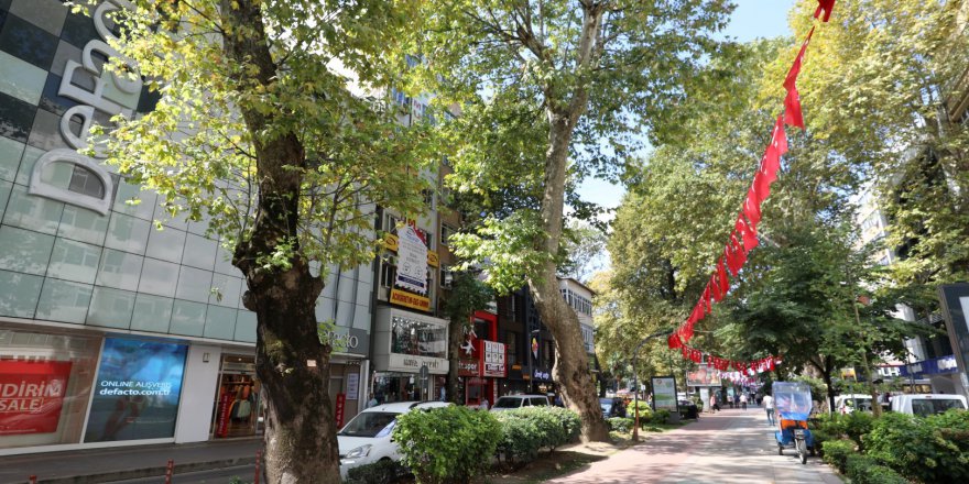 Tarihi çınarlar bakımdan geçiyor