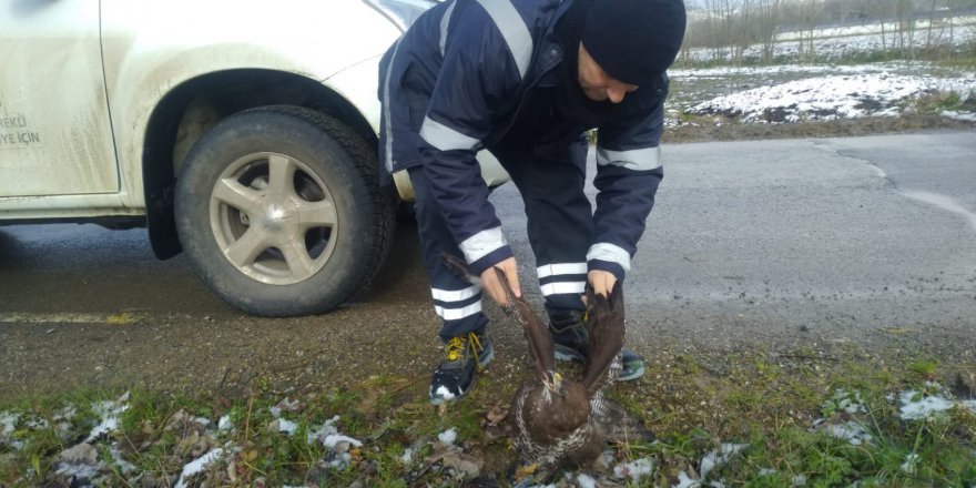 SEDAŞ ekiplerinden yaralı doğana yardım