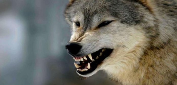 Pikniğe gitti kurtlar yüzünü parçaladı!