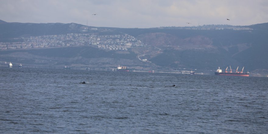 İzmit Körfezi'nde yunuslar şov yaptı
