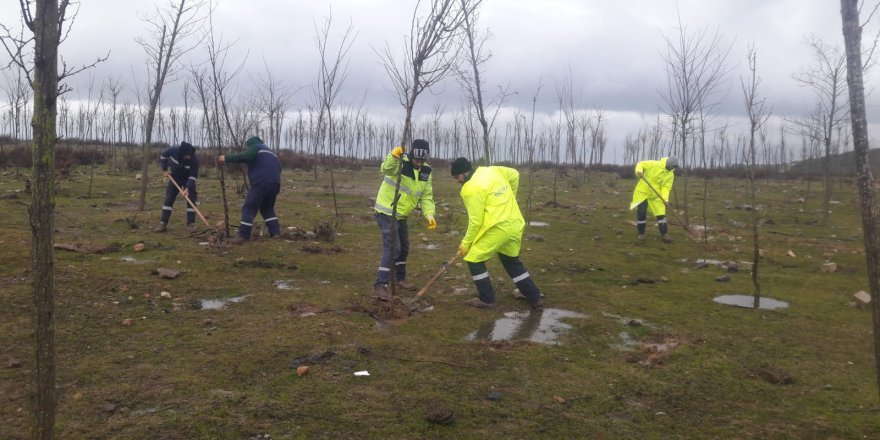 Rehabilitasyon alanında ağaçlandırma