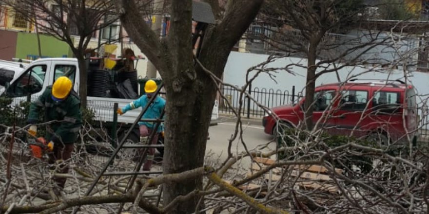 Ağaçlara bahar bakımı