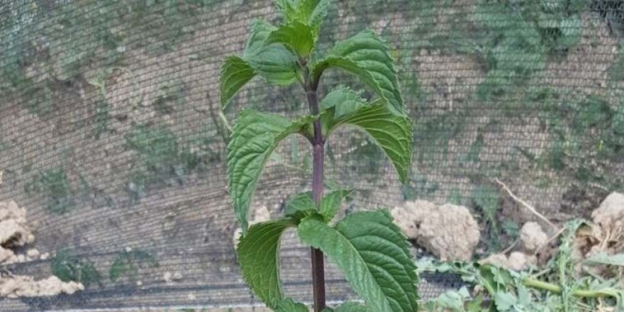 ‘Tıbbi ve Aromatik Bitki Üreticiliği’ başvuruları başladı