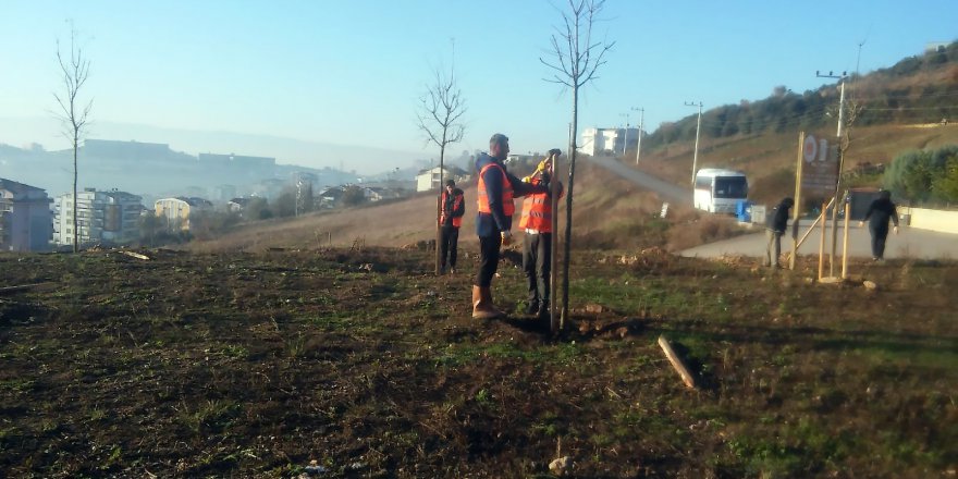 Denetimli serbestlik hükümlüleri fidan dikti