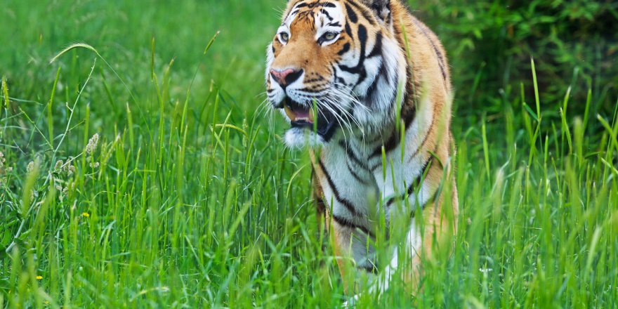 FYZOO’da Yaban Hayatı Koruma Günü
