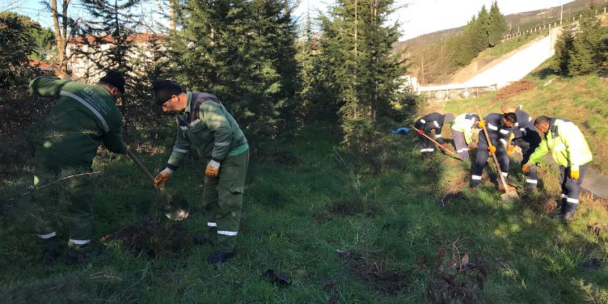 Otoban kenarına 800 fidan dikildi