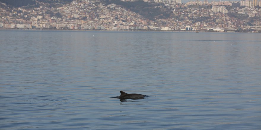 Yunuslar sahilde görsel şölen sundu