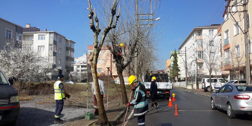 Gebze’de ağaçlar budanıyor