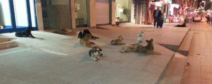 Vatandaşlar başıboş köpeklerden şikâyetçi