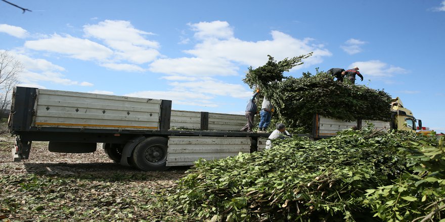 Kandıra defnesi 52 ülkeye ihraç ediliyor