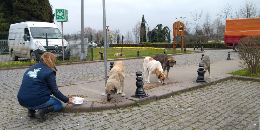 Büyükakın, sokak hayvanlarını unutmuyor