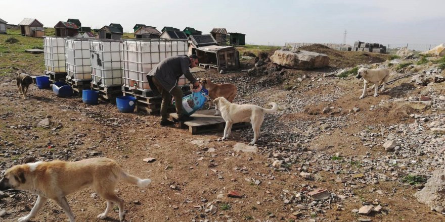 Dilovası Belediyesi Sokak hayvanlarını unutmadı