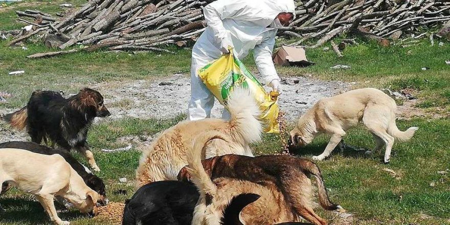 Kocaeli'de sokak hayvanları unutulmadı