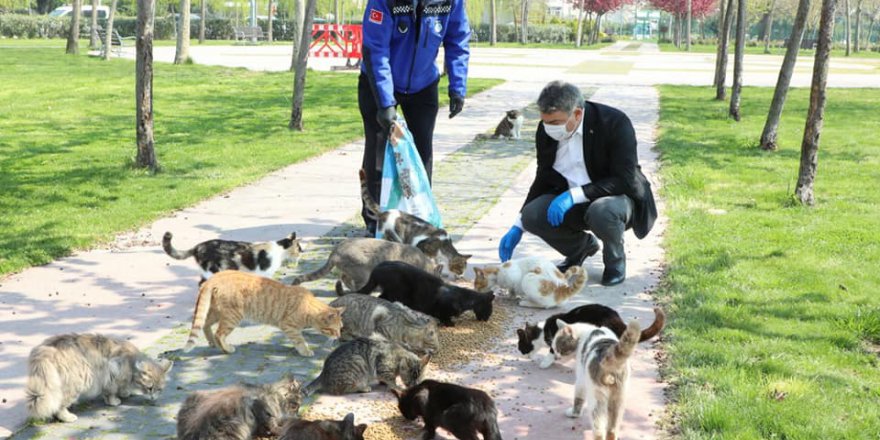 Dilovası’nda, sokak hayvanları unutulmadı