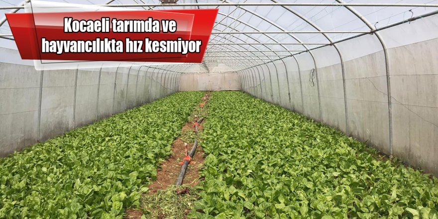 Kocaeli tarımda ve hayvancılıkta hız kesmiyor