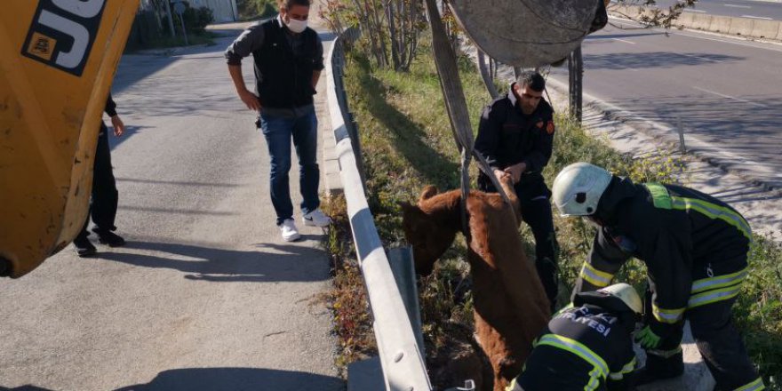 Çukura düşen inek kurtarıldı