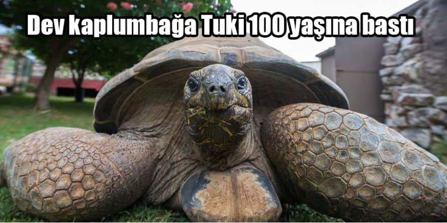 Dev kaplumbağa Tuki 100 yaşına bastı