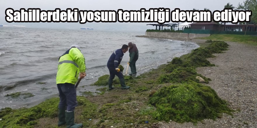 Sahillerdeki yosun temizliği devam ediyor