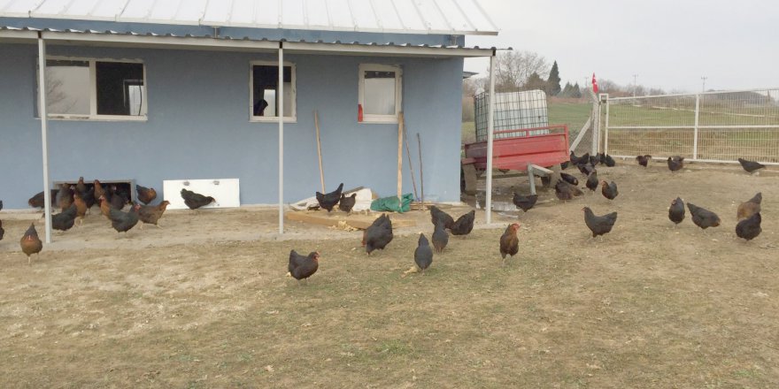 Büyükşehir’den çiftçilere gezen tavuk desteği