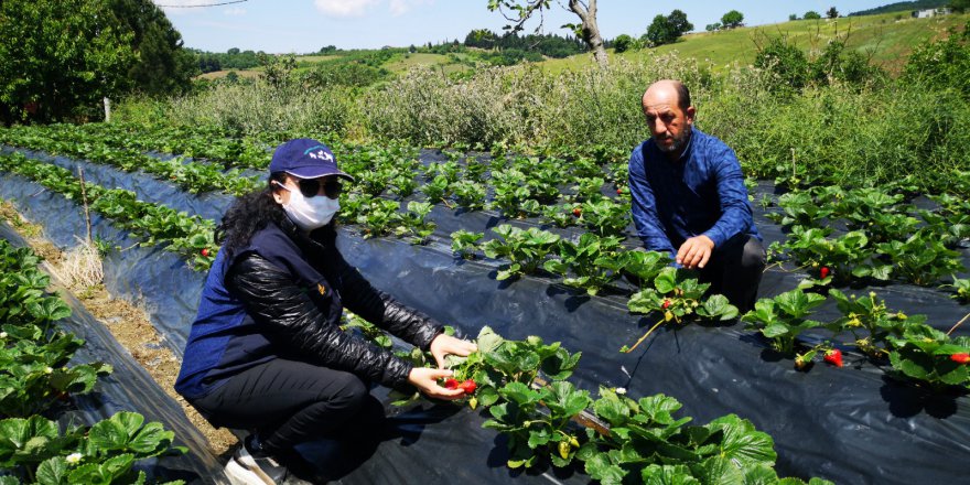 Büyükşehir, desteklediği çilek bahçelerin kontrolünü yapıyor