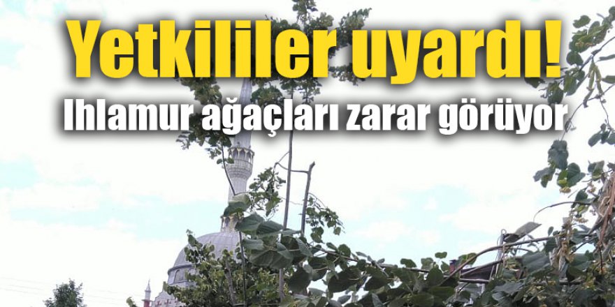 Yetkililer uyardı! Ihlamur ağaçları zarar görüyor