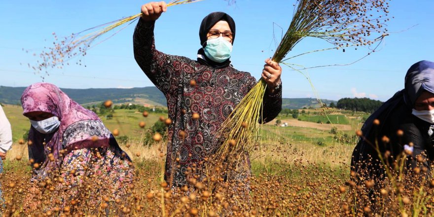 Katırcıoğlu keten hasadına katıldı