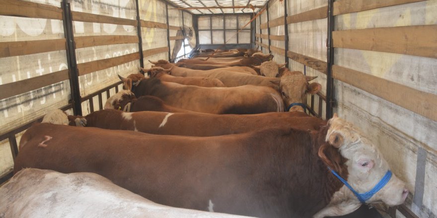Modern Hayvan Pazarı’na ilk kurbanlıklar geldi