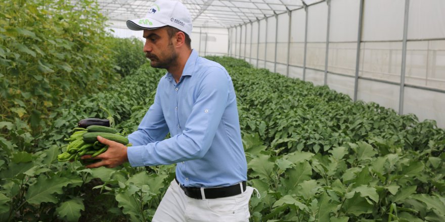 Yüzde 50 hibeli seralarda yüksek verimli ürünler